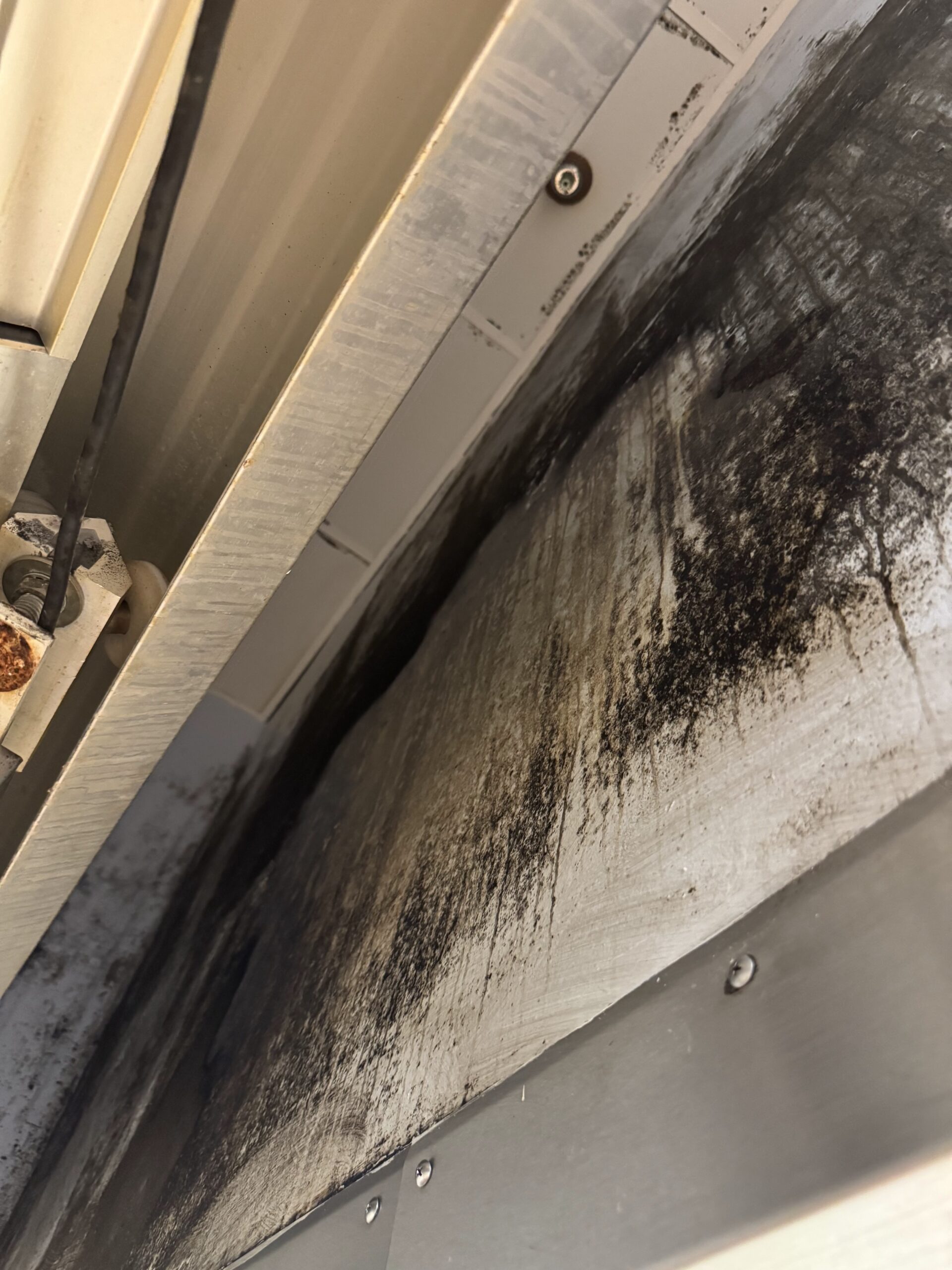 Moldy ceiling tiles before cleaning — a Code 36 violation